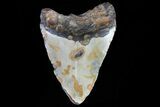 Bargain, Megalodon Tooth - North Carolina #76229-2
